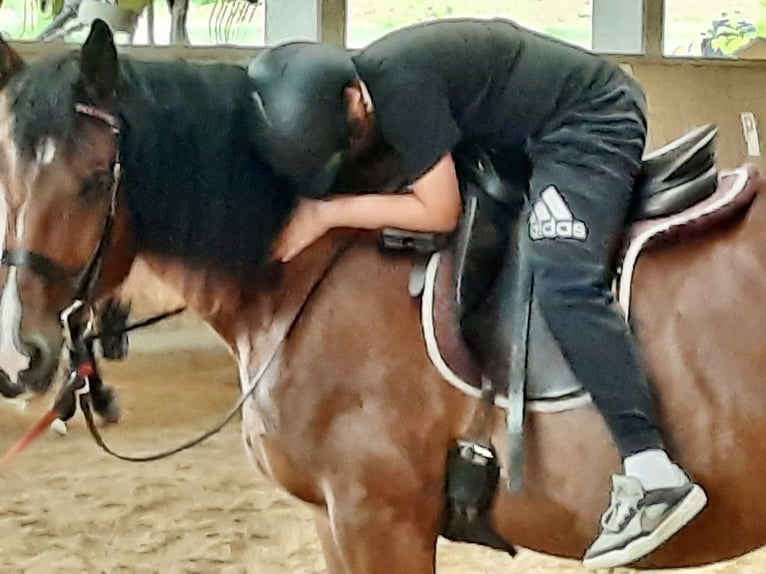 Heavy Warmblood Mix Mare 10 years 15,2 hh Brown in Tulln