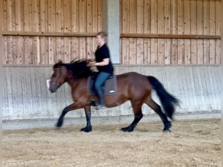 Heavy Warmblood Mix Mare 10 years 15,2 hh Brown in Tulln