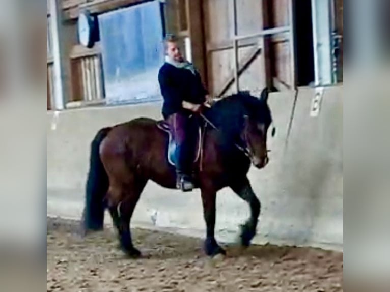 Heavy Warmblood Mix Mare 10 years 15,2 hh Brown in Tulln