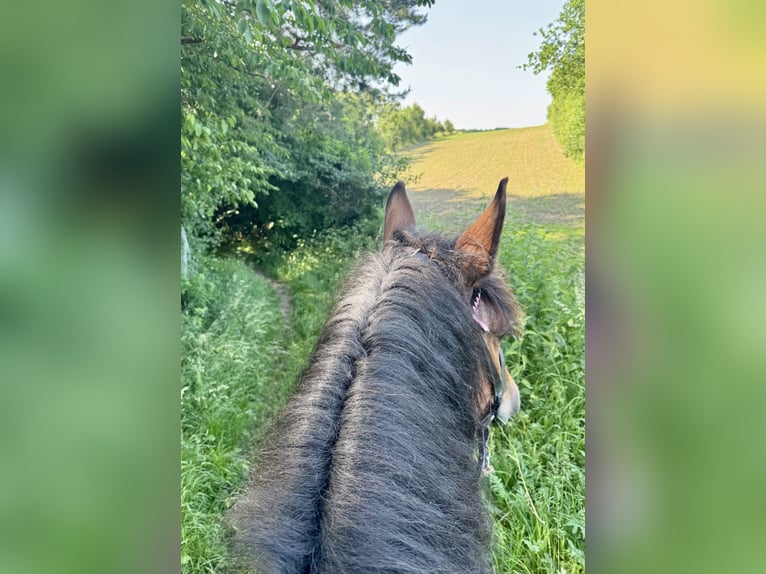 Heavy Warmblood Mix Mare 10 years 15,2 hh Brown in Tulln