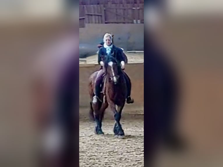 Heavy Warmblood Mix Mare 10 years 15,2 hh Brown in Tulln