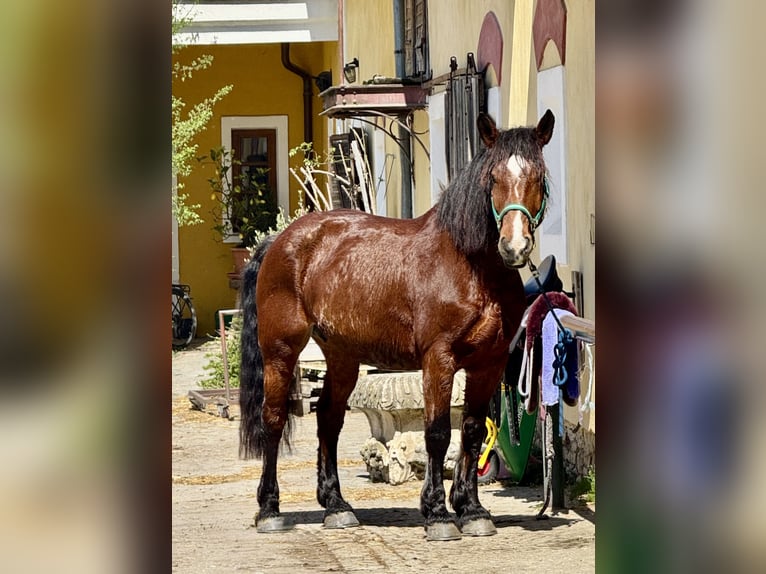 Heavy Warmblood Mix Mare 10 years 15,2 hh Brown in Tulln