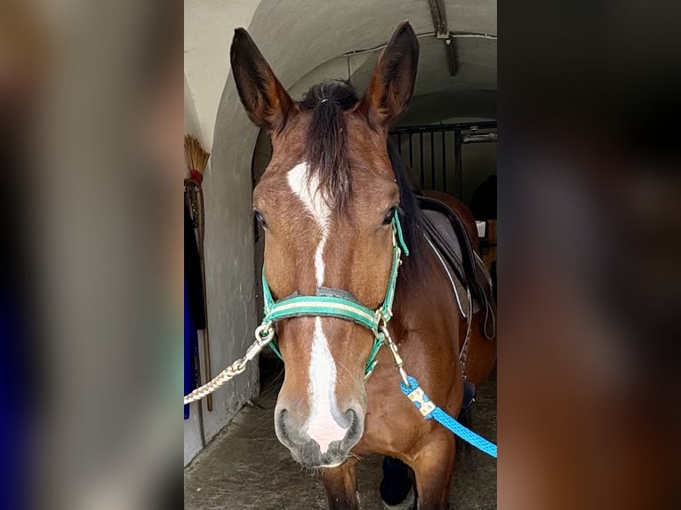 Heavy Warmblood Mix Mare 10 years 15,2 hh Brown in Tulln