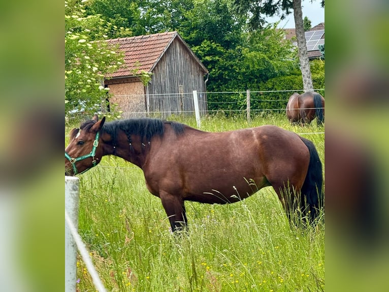 Heavy Warmblood Mix Mare 10 years 15,2 hh Brown in Tulln