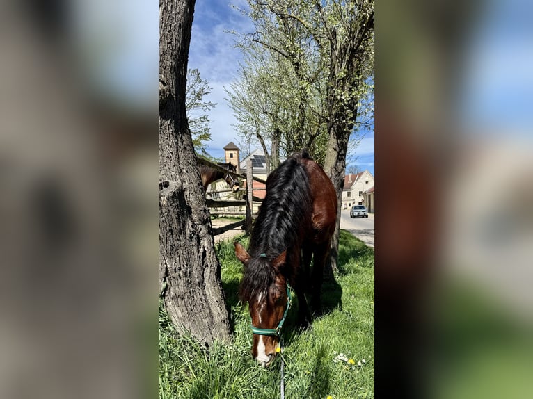 Heavy Warmblood Mix Mare 10 years 15,2 hh Brown in Tulln