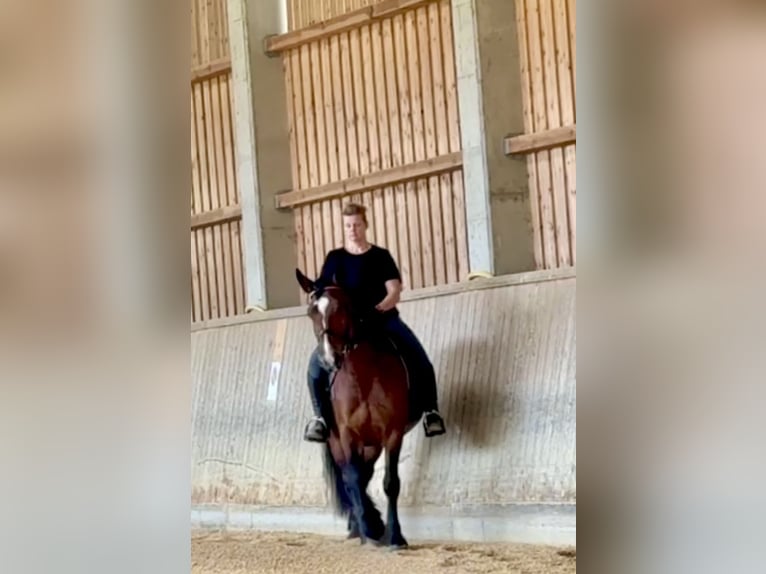 Heavy Warmblood Mix Mare 10 years 15,2 hh Brown in Tulln