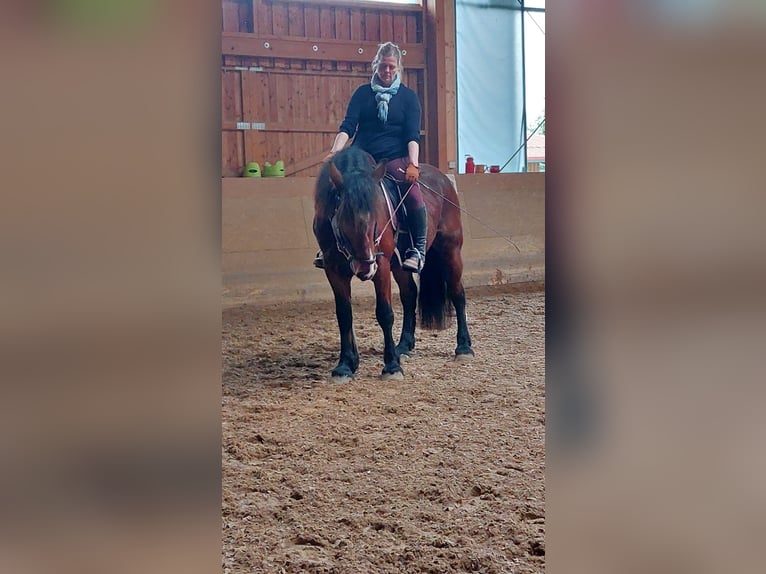Heavy Warmblood Mix Mare 10 years 15,2 hh Brown in Tulln