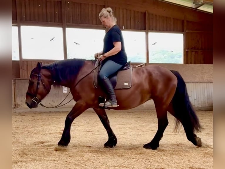 Heavy Warmblood Mix Mare 10 years 15,2 hh Brown in Tulln