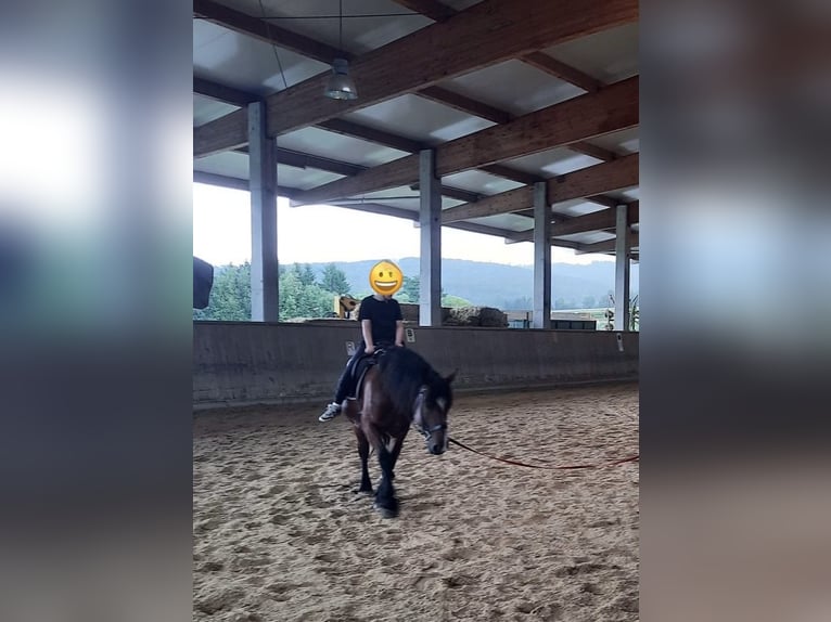 Heavy Warmblood Mix Mare 10 years 15,2 hh Brown in Tulln