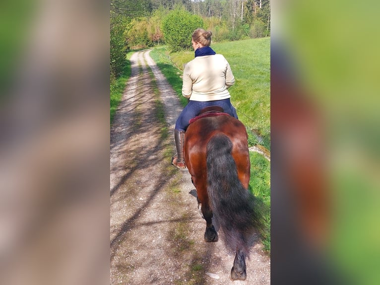 Heavy Warmblood Mix Mare 10 years 15,2 hh Brown in Tulln