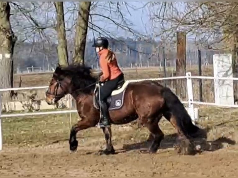 Heavy Warmblood Mix Mare 10 years 15,2 hh Brown in Tulln