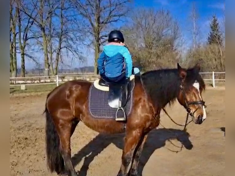 Heavy Warmblood Mix Mare 10 years 15,2 hh Brown in Tulln