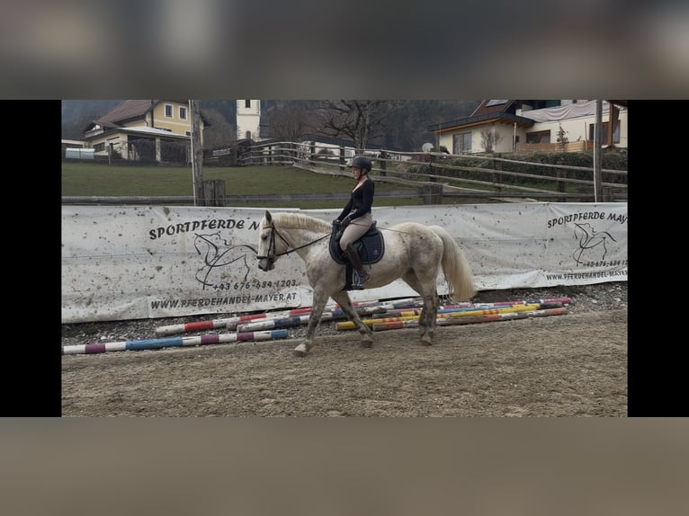 Heavy Warmblood Mix Mare 10 years 15,2 hh Grey-Dapple in Villach