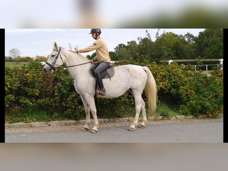 Heavy Warmblood Mare 10 years 16.1 hh  in Kamenz