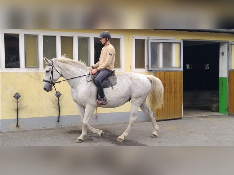 Heavy Warmblood Mare 10 years 16.1 hh  in Kamenz