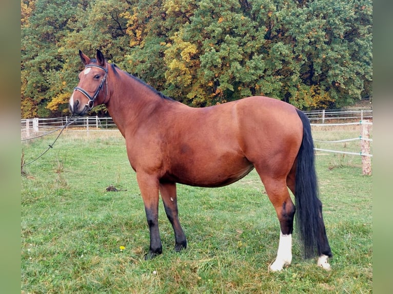 Heavy Warmblood Mare 10 years 16 hh Brown in Schorndorf