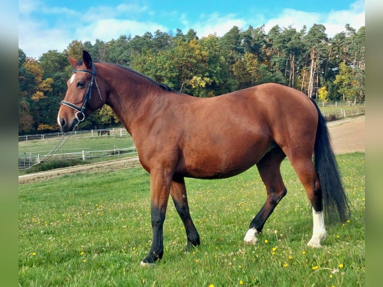 Heavy Warmblood Mare 10 years 16 hh Brown in Schorndorf