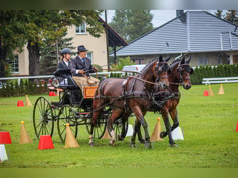 Heavy Warmblood Mare 10 years 16,1 hh Brown in Elsterwerda