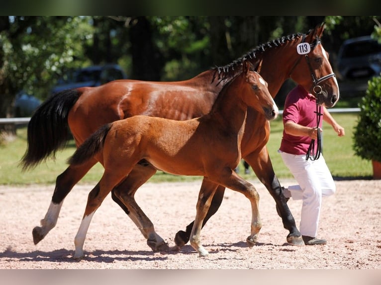 Heavy Warmblood Mare 11 years 16,1 hh Brown in Hörselberg-Hainich