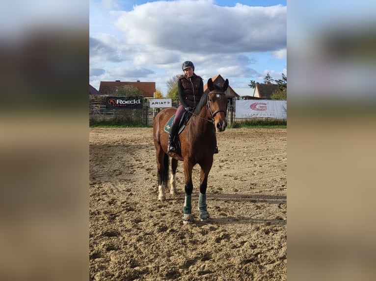 Heavy Warmblood Mare 11 years 16,1 hh Brown in Plötzky