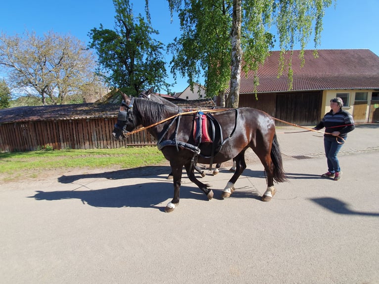 Heavy Warmblood Mare 12 years 15,2 hh Black in Niederstetten