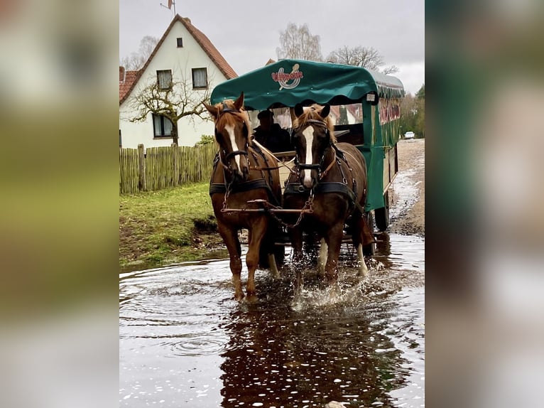 Heavy Warmblood Mare 12 years 16,1 hh Chestnut in Fallingbostel