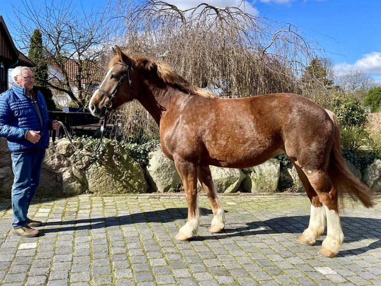 Heavy Warmblood Mare 12 years 16,1 hh Chestnut in Fallingbostel