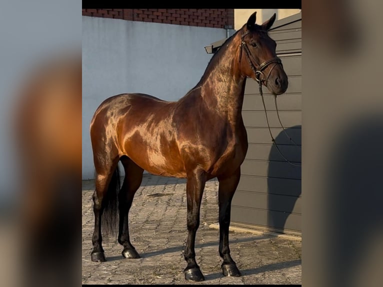 Heavy Warmblood Mare 12 years 16 hh Brown in Oberderdingen
