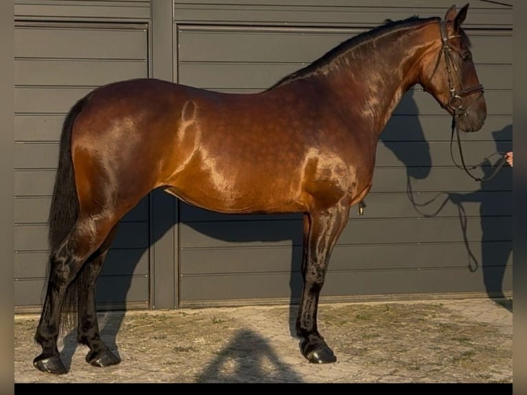 Heavy Warmblood Mare 12 years 16 hh Brown in Oberderdingen