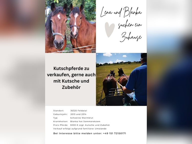 Heavy Warmblood Mare 12 years Brown in Feldatal