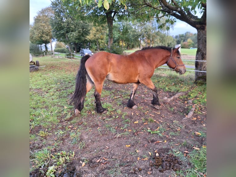 Heavy Warmblood Mare 12 years Brown in Feldatal