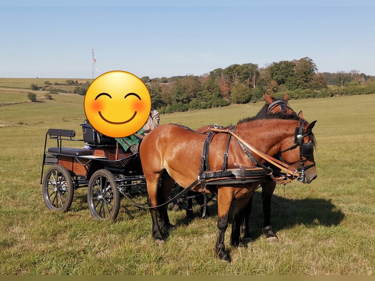Heavy Warmblood Mare 12 years Brown in Feldatal