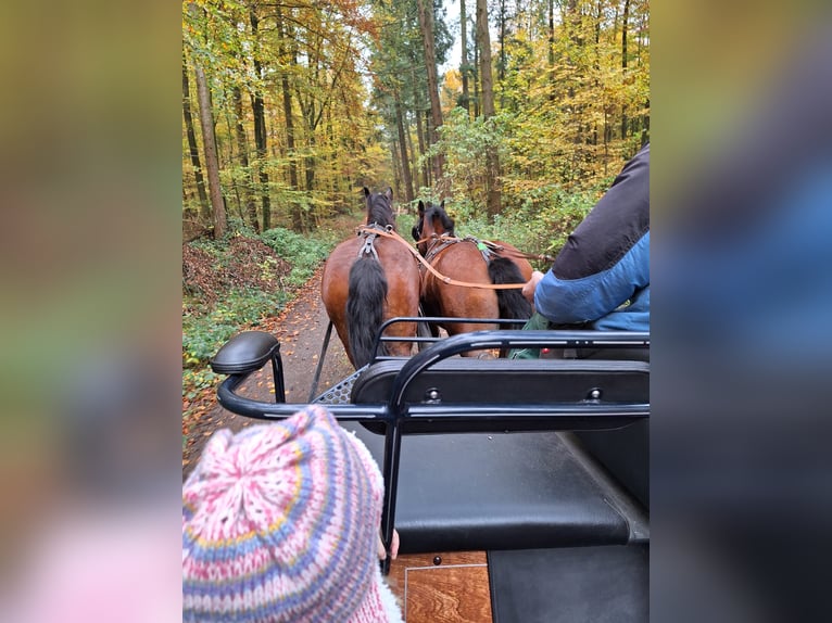 Heavy Warmblood Mare 12 years Brown in Feldatal