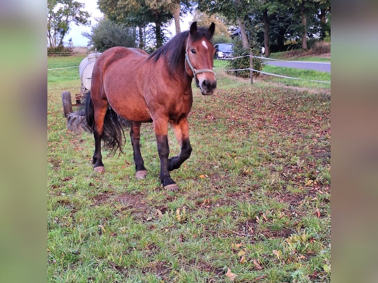 Heavy Warmblood Mare 12 years Brown in Feldatal