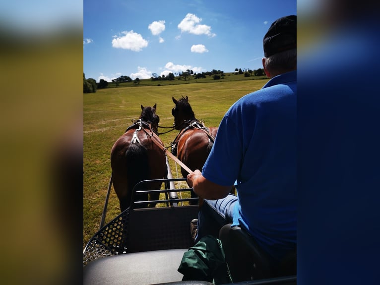 Heavy Warmblood Mare 12 years Brown in Feldatal