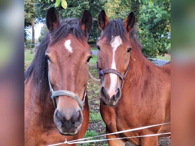 Heavy Warmblood Mare 12 years Brown in Feldatal