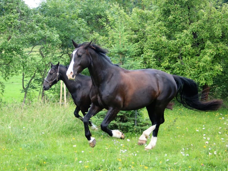 Heavy Warmblood Mare 13 years 15,2 hh Smoky-Black in Wutha-Farnroda