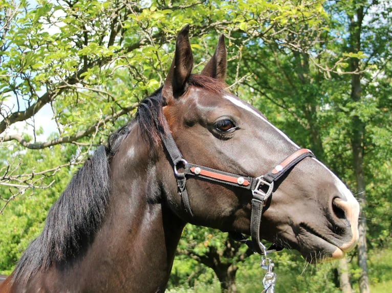 Heavy Warmblood Mare 13 years 15,2 hh Smoky-Black in Wutha-Farnroda