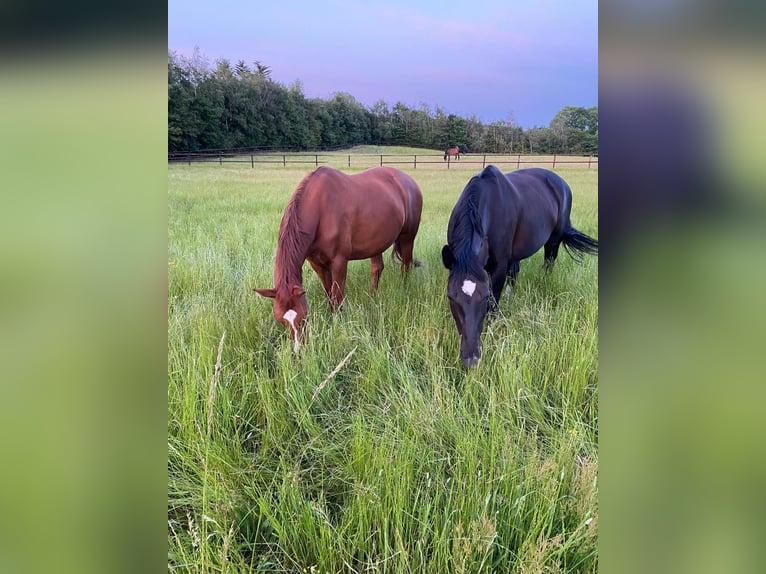 Heavy Warmblood Mare 13 years 16,1 hh Black in Aalestrup