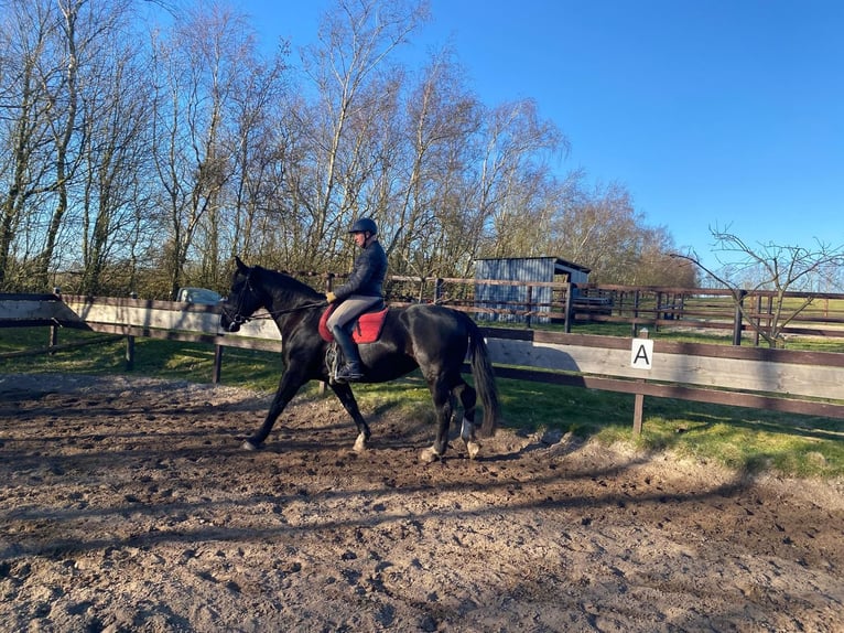 Heavy Warmblood Mare 13 years 16,1 hh Black in Aalestrup