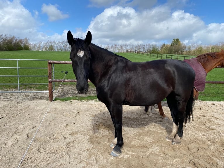 Heavy Warmblood Mare 13 years 16,1 hh Black in Aalestrup