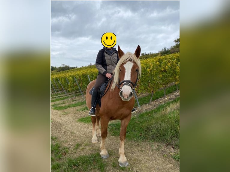 Heavy Warmblood Mare 13 years 16 hh Chestnut-Red in Ingelheim am Rhein
