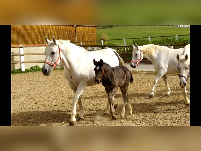 Heavy Warmblood Mare 14 years 16 hh Gray in Kamenz