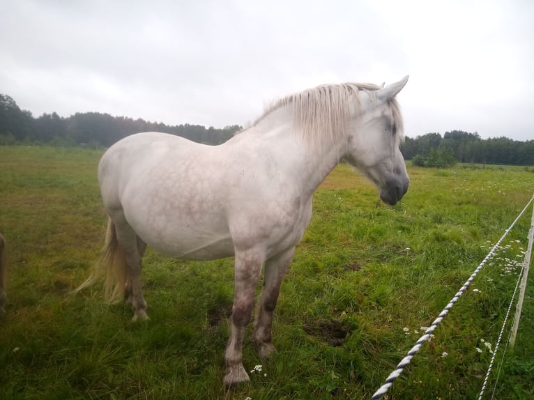 Heavy Warmblood Mare 14 years 16 hh Grey-Dapple in Lauta