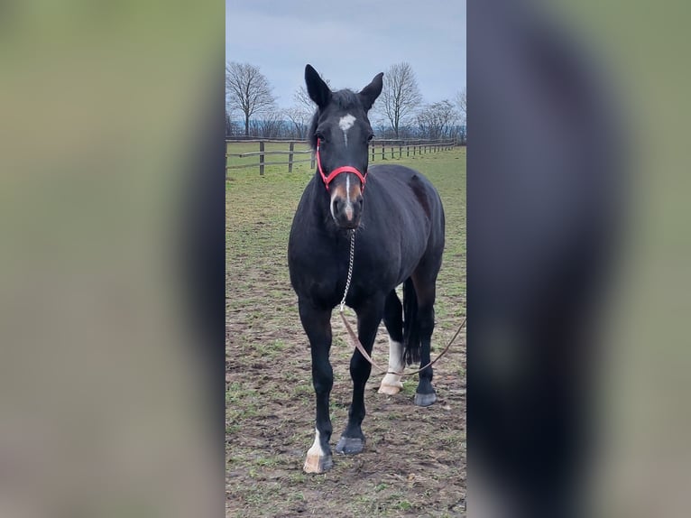 Heavy Warmblood Mare 14 years 17 hh Smoky-Black in Erding