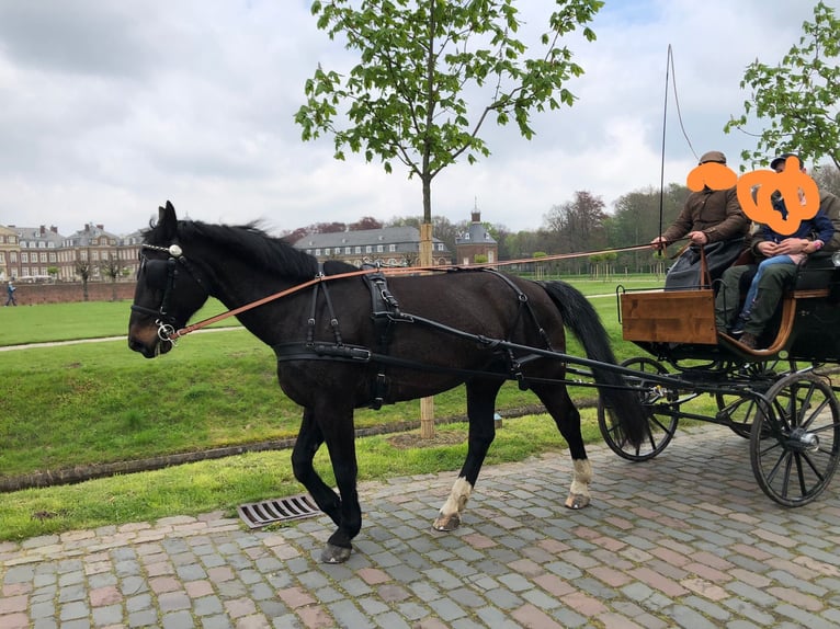 Heavy Warmblood Mare 15 years 16 hh Smoky-Black in Senden