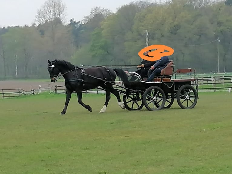 Heavy Warmblood Mare 15 years 16 hh Smoky-Black in Senden