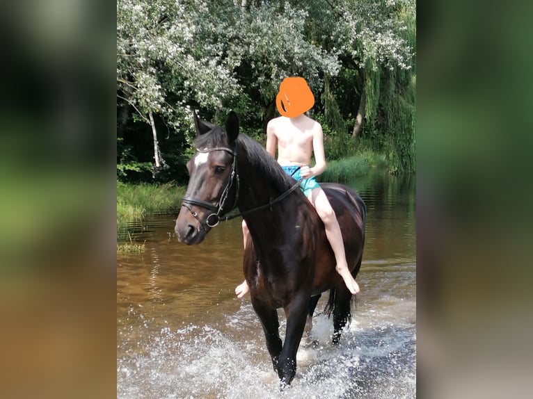 Heavy Warmblood Mare 15 years 16 hh Smoky-Black in Senden