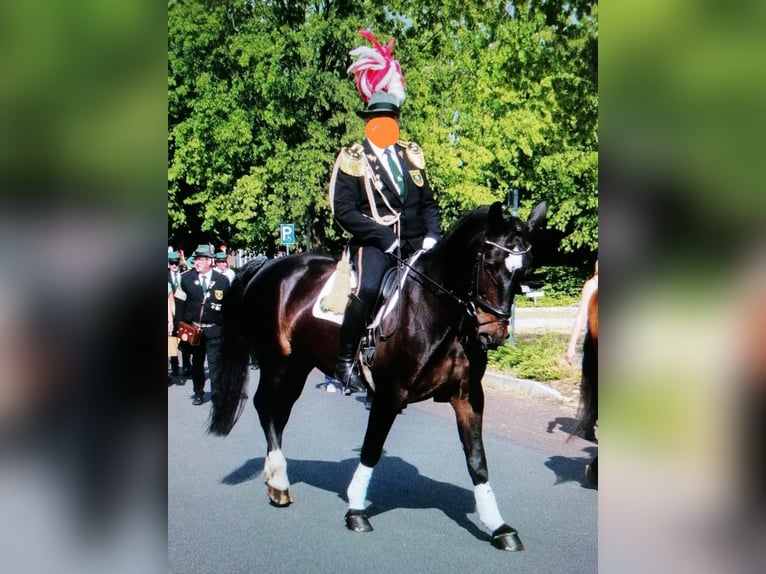Heavy Warmblood Mare 15 years 16 hh Smoky-Black in Senden