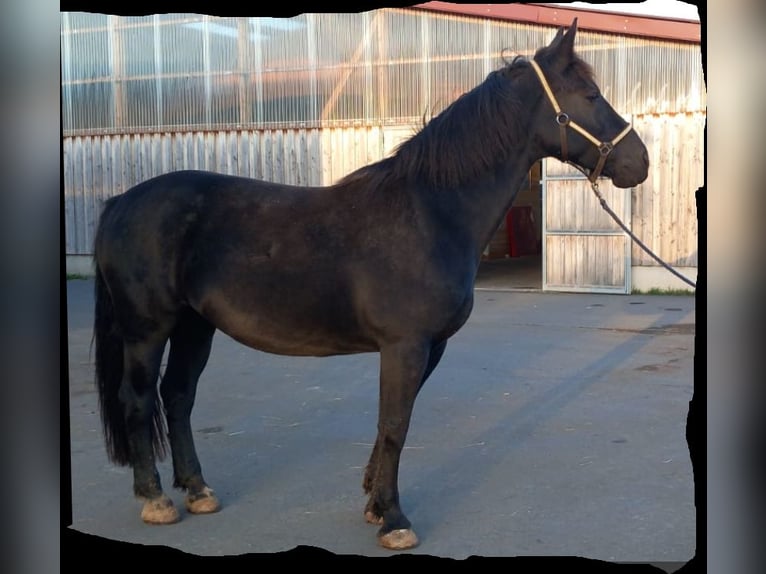 Heavy Warmblood Mare 15 years 16,1 hh Bay-Dark in Zeitz-OT